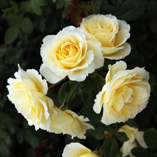 Shop - Rosa Iris Honey - weiß - teehybriden-edelrosen - diskret duftend - - - Stark gefüllte, große Blüten, geeignet als Schnittrose.